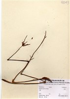 藏品(紫萁)的圖片